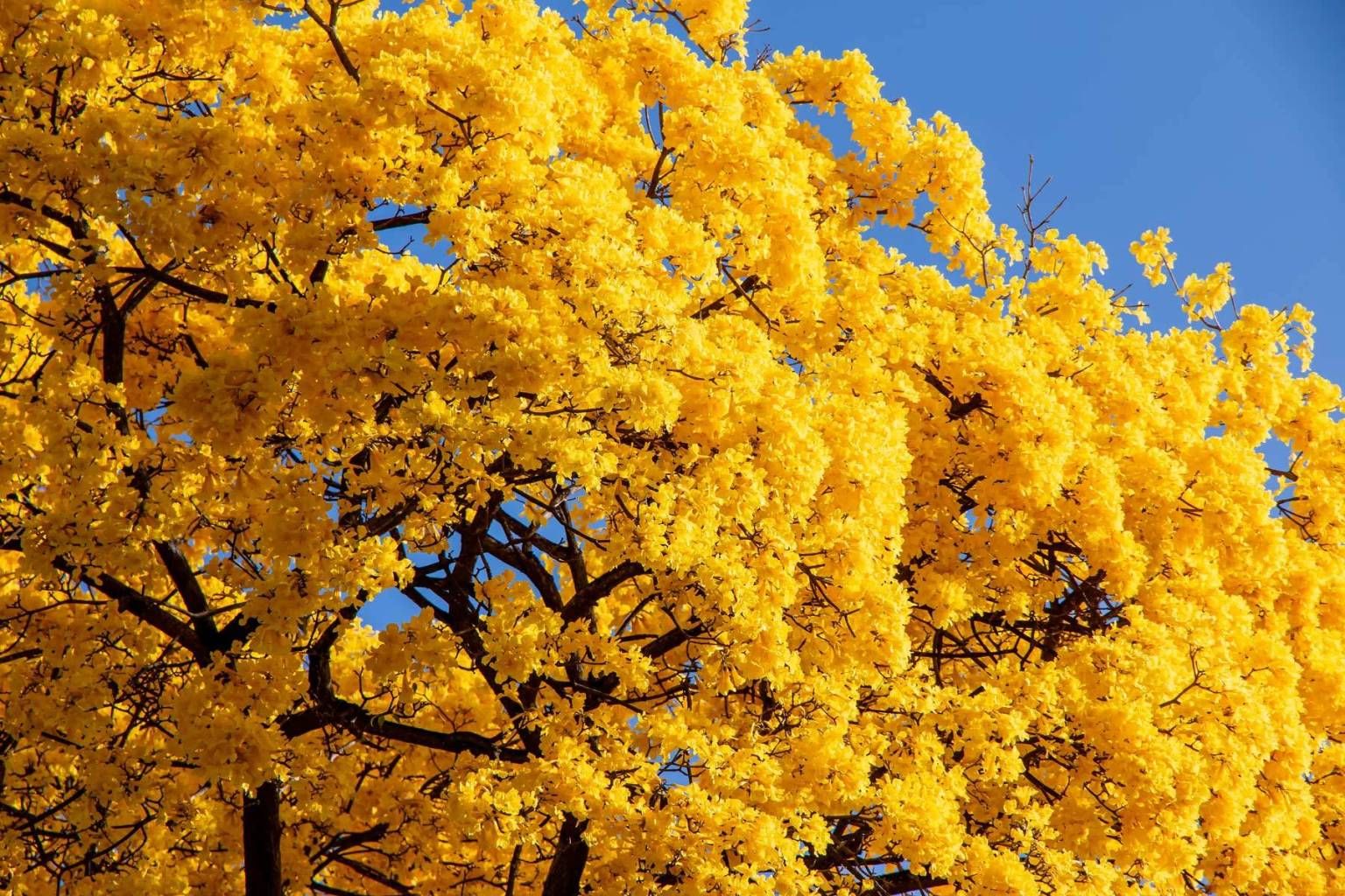 Pintemos de Amarillo a Panamá