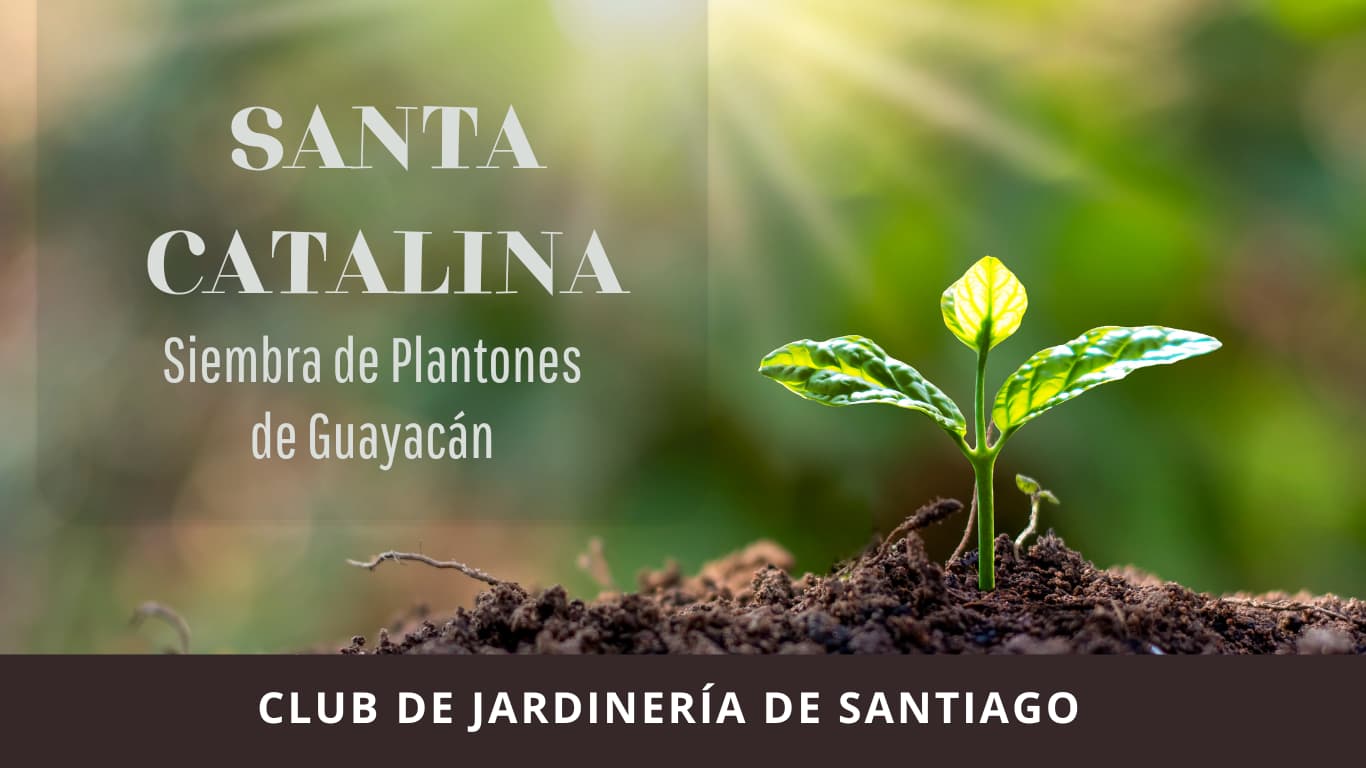 Siembra de Plantones de Guayacán – Santa Catalina