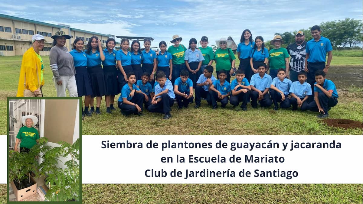 Siembra de plantones de guayacán y jacaranda en Mariato – Club de Jardinería de Santiago